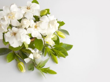 Güzel beyaz gardenya çiçek buketi