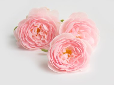 Güzel Türkçe çiçek açan arka plan gül 