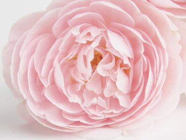 Güzel Türkçe çiçek açan arka plan gül 