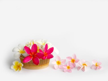 güzel plumeria çiçek 