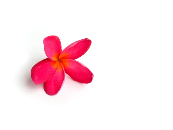 Krásného tropického keře květ — Stock fotografie