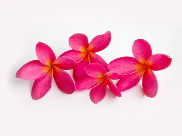 Krásného tropického keře květ — Stock fotografie