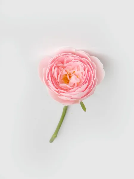 Розовый английский розовый фон — стоковое фото