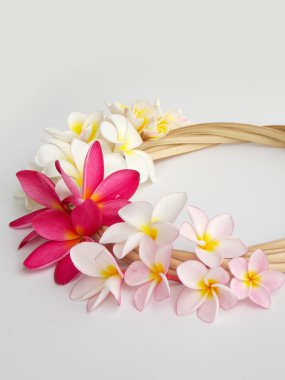 güzel plumeria çiçek 