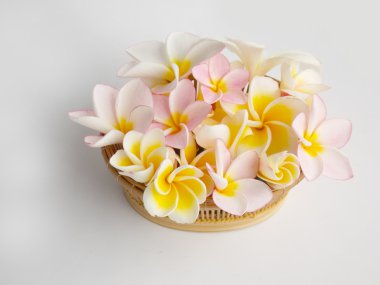 güzel plumeria çiçek 