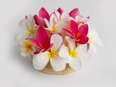 güzel plumeria çiçek 