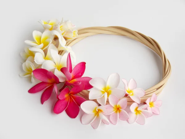 Beautiful plumeria flower — Stock Photo, Image