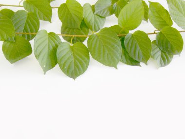 beyaz zemin üzerine yeşil yaprak dokusu