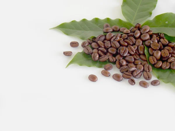 Beyaz arkaplanda kahve çekirdeği — Stok fotoğraf