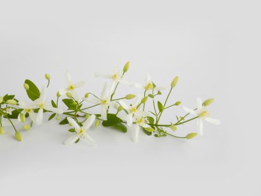 Siyah arka planda güzel beyaz çiçek 