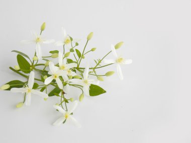 Siyah arka planda güzel beyaz çiçek 