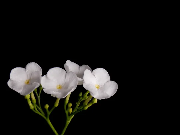 Siyah arka plan üzerine güzel beyaz gardenya çiçek — Stok fotoğraf