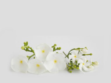 Beyaz arka plan üzerinde güzel beyaz gardenya çiçek 