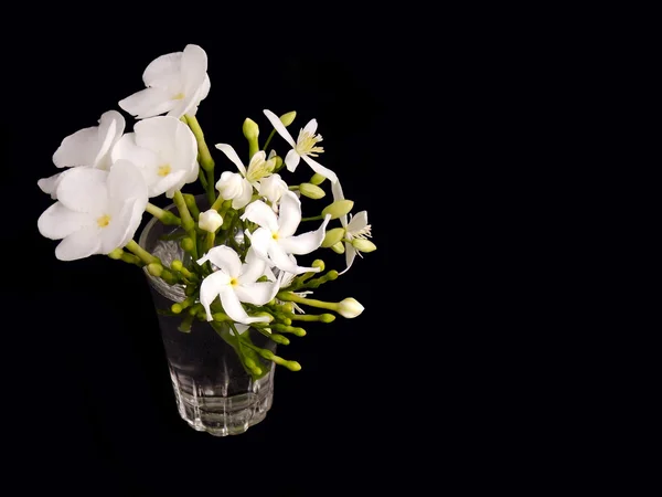 काळ्या पार्श्वभूमीवर सुंदर पांढरा गार्डनिया फूल — स्टॉक फोटो, इमेज