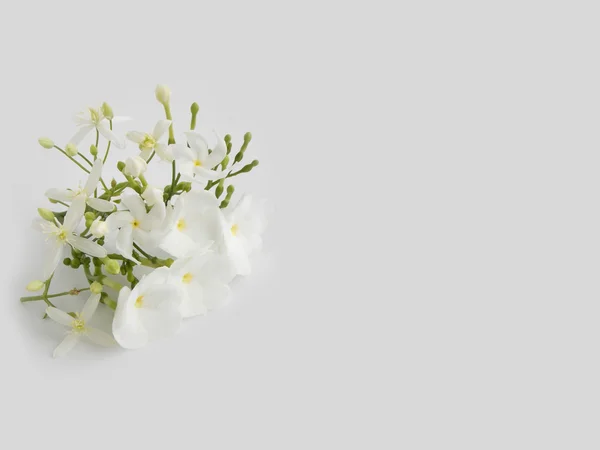 Piękny biały gardenia kwiat na białym tle — Zdjęcie stockowe