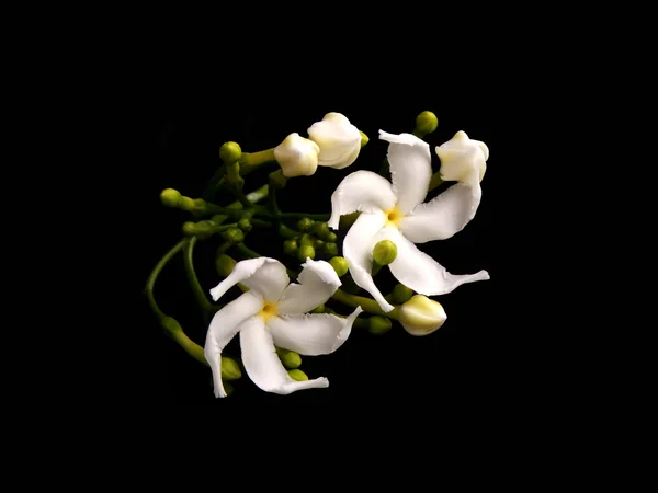 Beautiful white gardenia flower on black  background