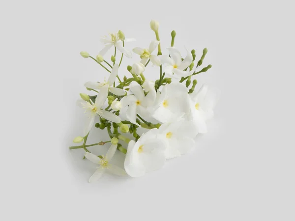 Bela flor de gardênia branca no fundo branco — Fotografia de Stock
