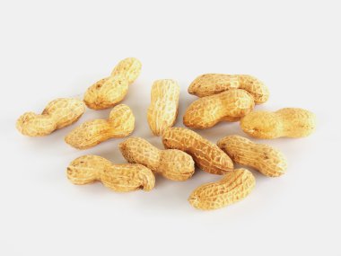 Zemin fındık beyaz arka plan üzerinde kurutulmuş