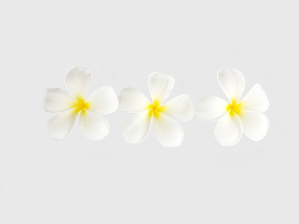 White plumeria flower