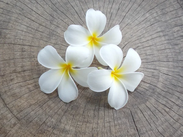 Beyaz plumeria çiçek — Stok fotoğraf