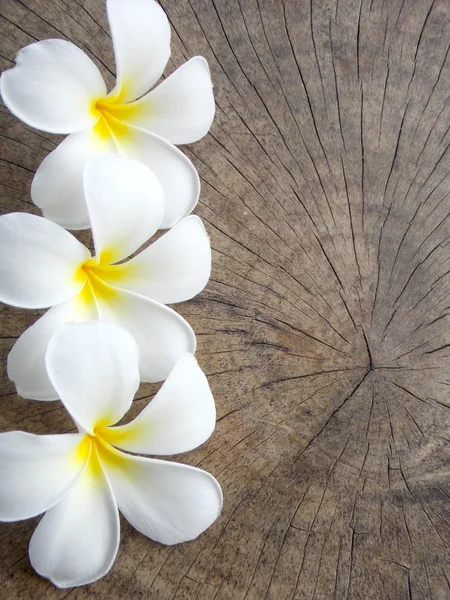 Plumeria bílý květ — Stock fotografie