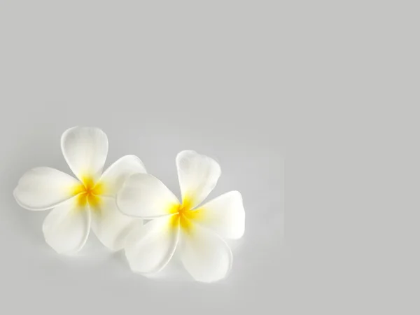 Plumeria λευκό λουλούδι — Φωτογραφία Αρχείου