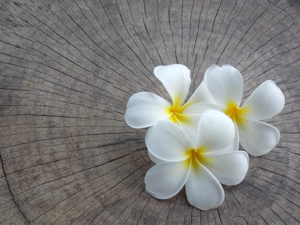 Beyaz plumeria çiçek — Stok fotoğraf