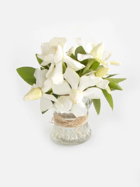 Beautiful white gardenia  flower