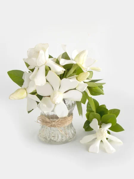 Красивый белый цветок гардении — стоковое фото