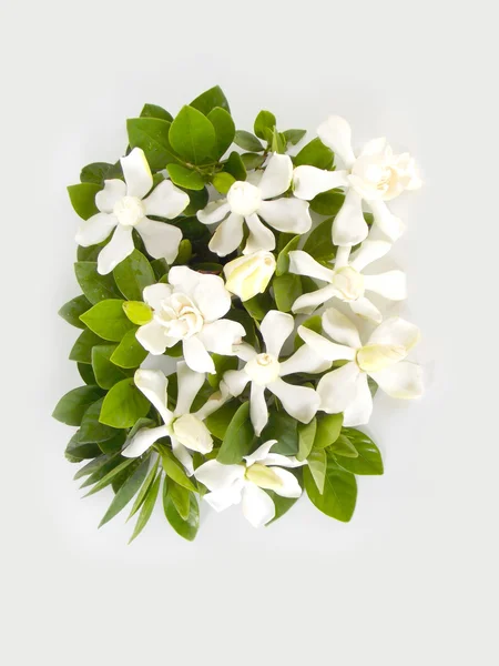 Hermosa flor de gardenia blanca — Foto de Stock