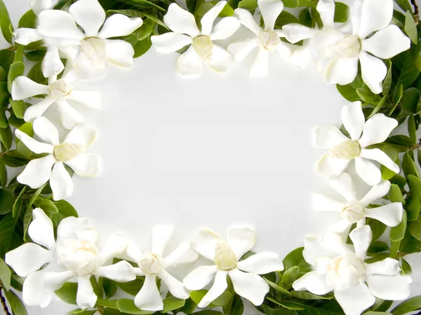 Hermosa flor de gardenia blanca — Foto de Stock