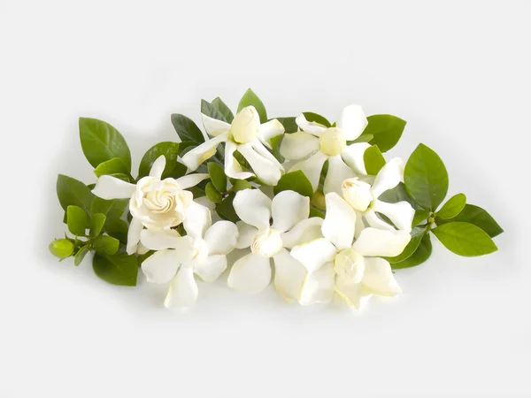 Hermosa flor de gardenia blanca — Foto de Stock