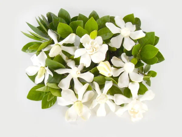 Güzel beyaz gardenya çiçek — Stok fotoğraf