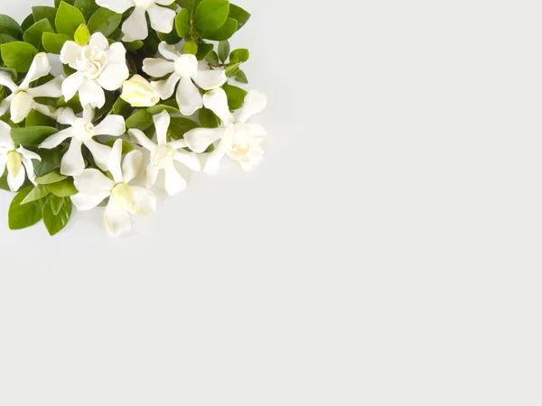 Beautiful white gardenia flower