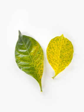 yaprak rengi arka plan