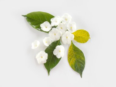 Güzel beyaz gardenya çiçek