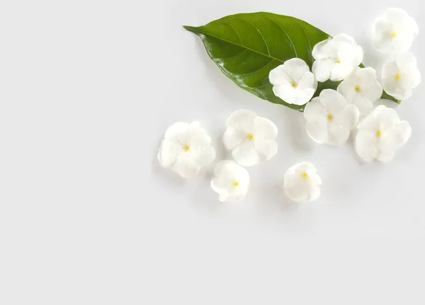 Beautiful  white gardenia flower