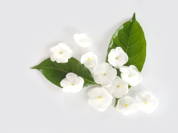 Красивый белый цветок гардении — стоковое фото