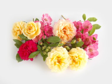 Beyaz arka planda güzel bir İngiliz gülü