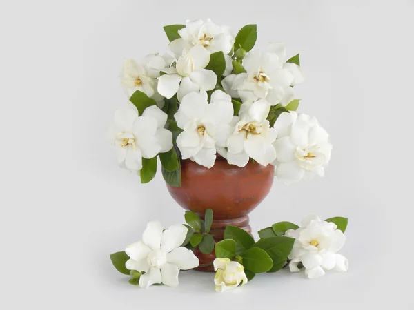 Beautiful white gardenia flower   on white background