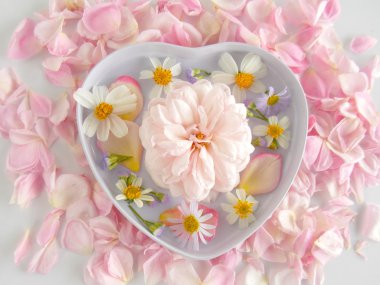 Beyaz arka plan üzerinde güzel pembe İngilizce gül