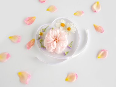 Beyaz arka plan üzerinde güzel pembe İngilizce gül