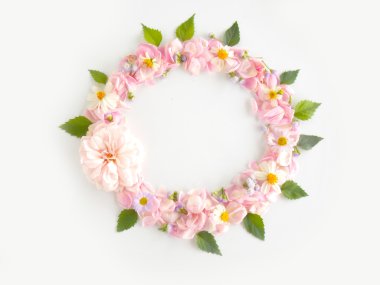 Beyaz arka plan üzerinde güzel pembe İngilizce gül