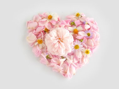 Beyaz arka plan üzerinde güzel pembe İngilizce gül