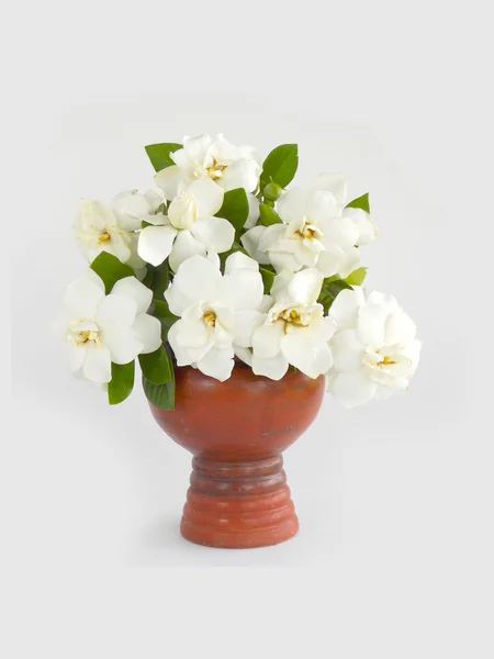 Beautiful white gardenia flower   on white background