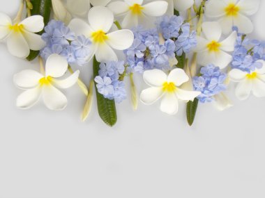 Beyaz arkaplanda güzel bir çiçek