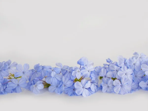Piękny niebieski kwiat na białym tle — Zdjęcie stockowe