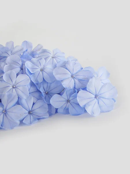 Hermosa flor azul sobre fondo blanco — Foto de Stock