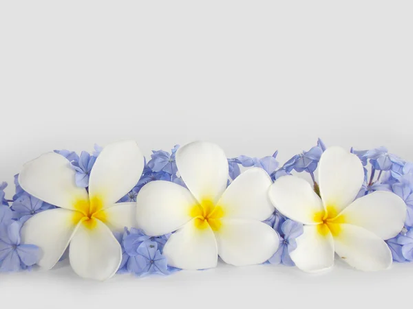 Hermosa flor sobre fondo blanco — Foto de Stock