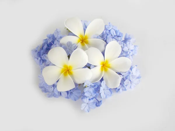 Belle plumeria blanche et fleur bleue sur fond blanc — Photo